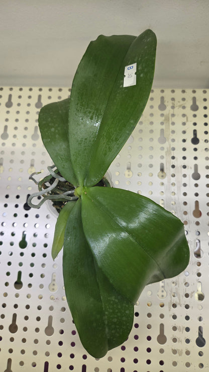 Phal. Jong's Gigan Cherry 'Prince'