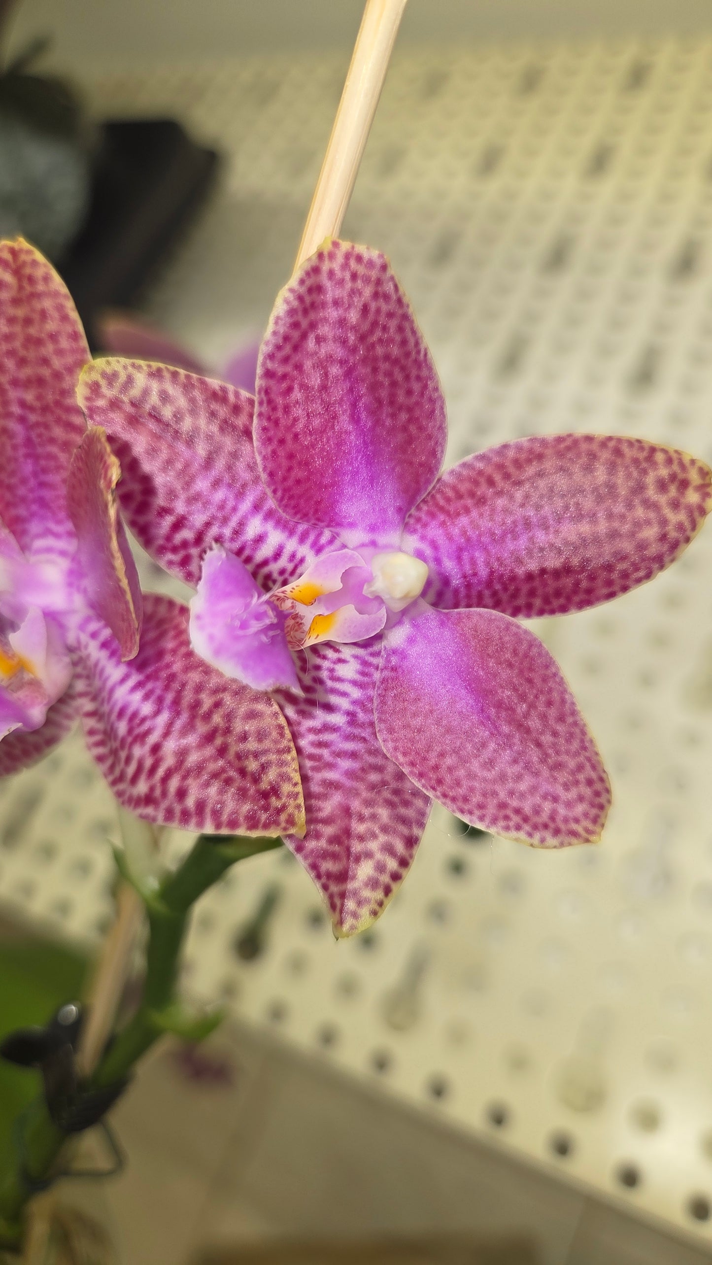 Phal. Miki Venus Angdi 'Seattle'