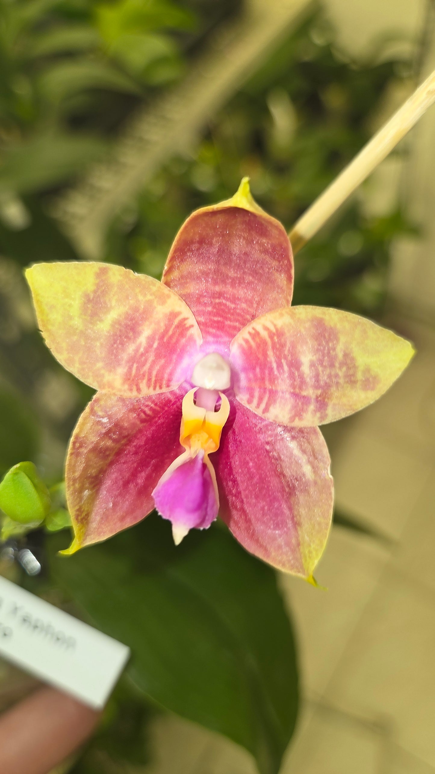 Phal. Guadalupe Pineda 'Yaphon'