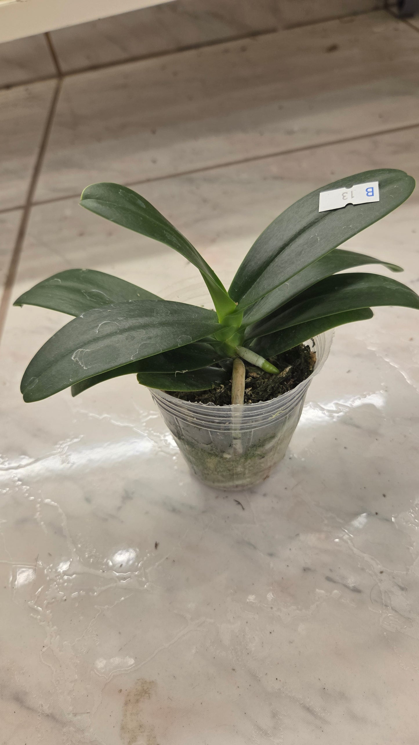Phal. Little One 'Golden Jaguar'