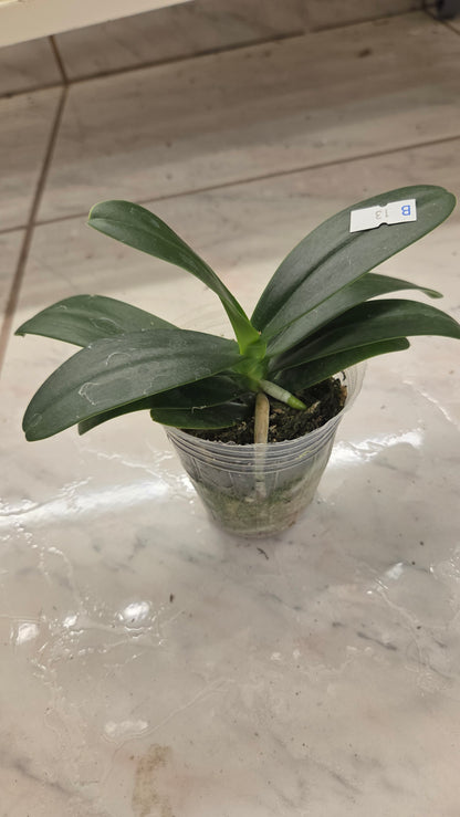 Phal. Little One 'Golden Jaguar'