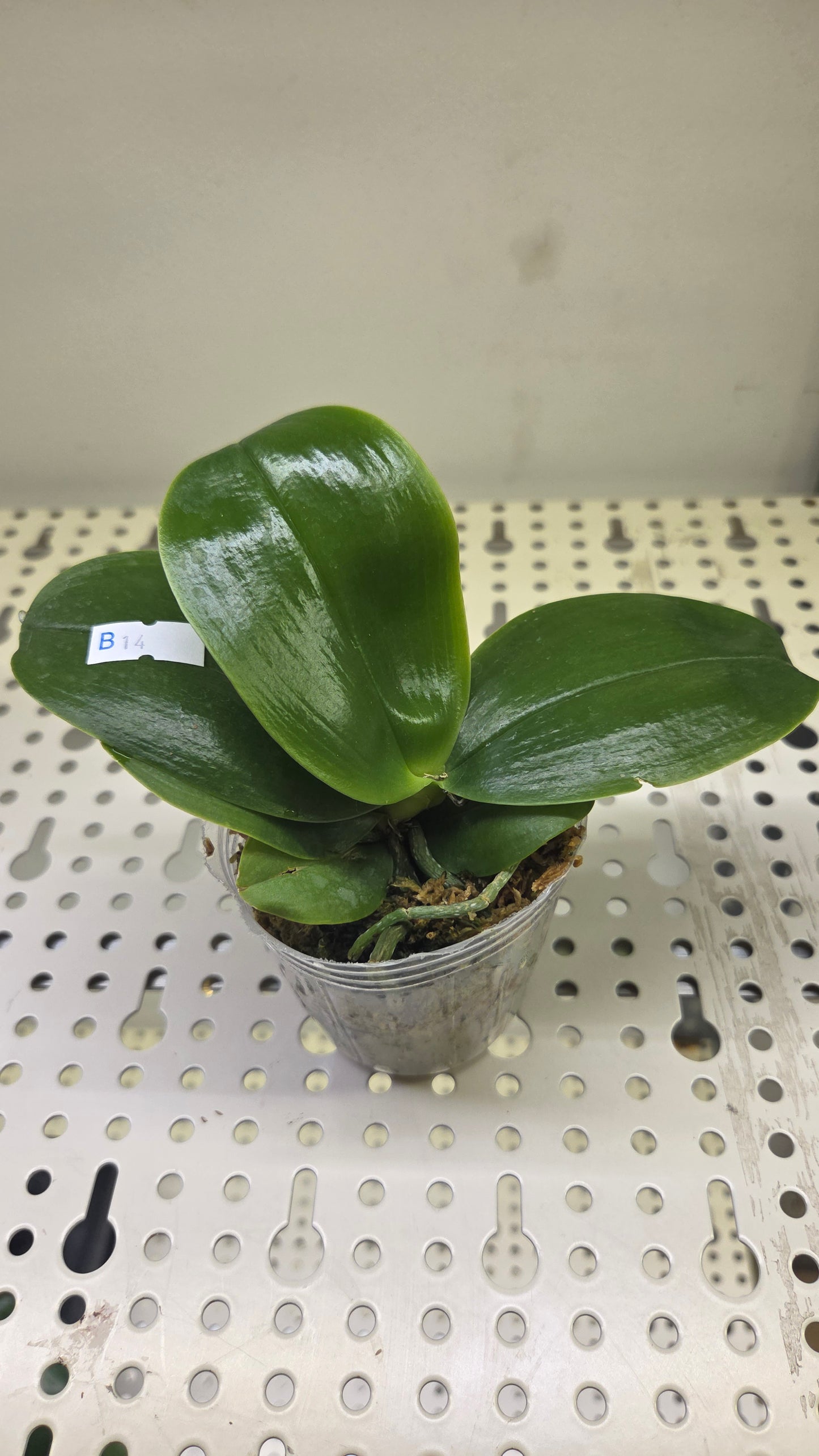 Phal. bellina var. coerulea × sib