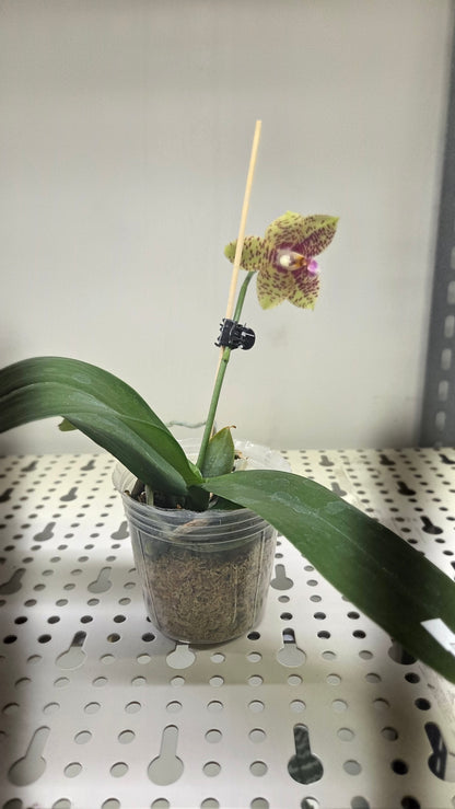 Phal. Meidarland Nice Spots 'Miro'