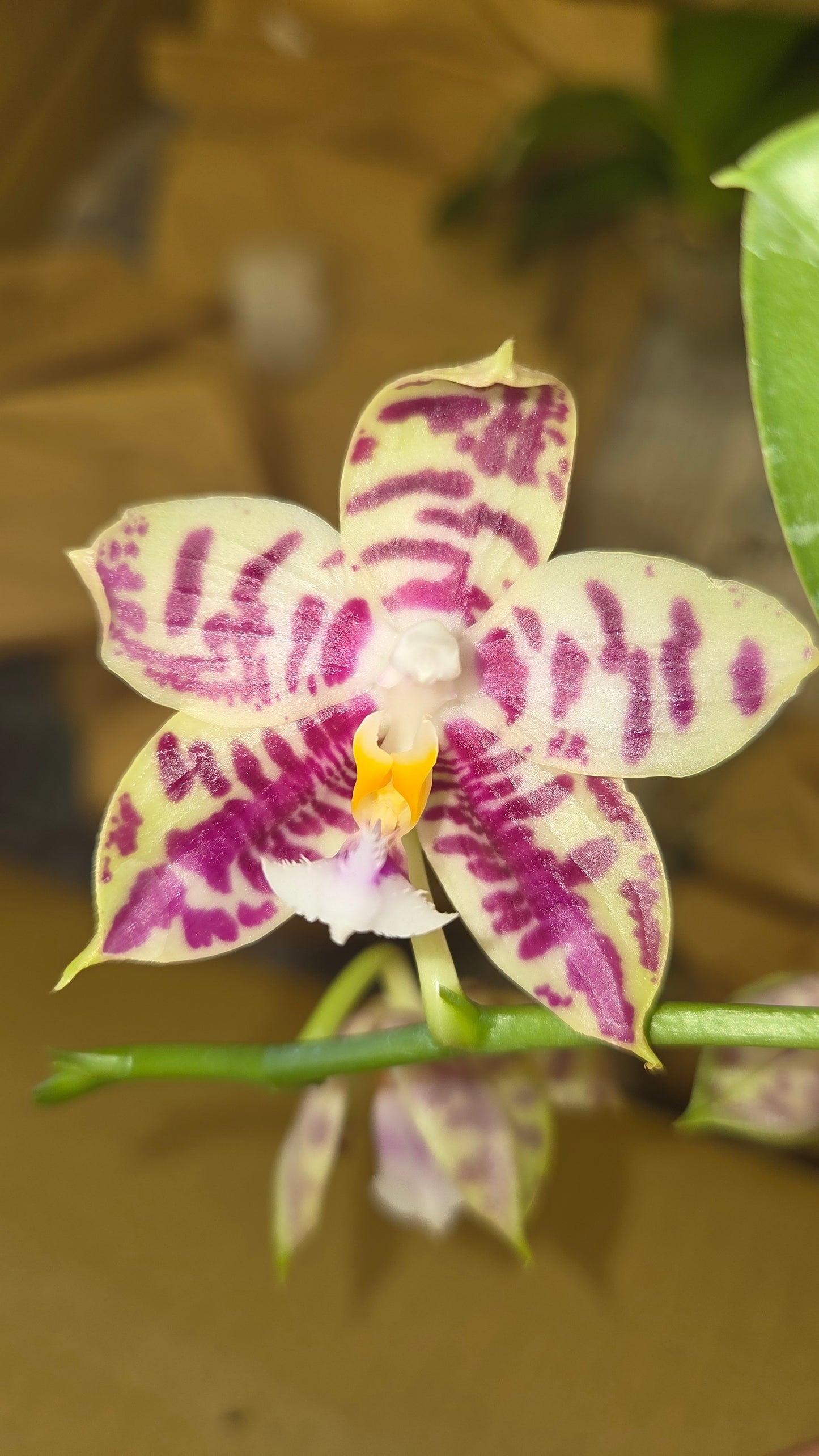 Phal. Lyndon Mix Zebra '708'