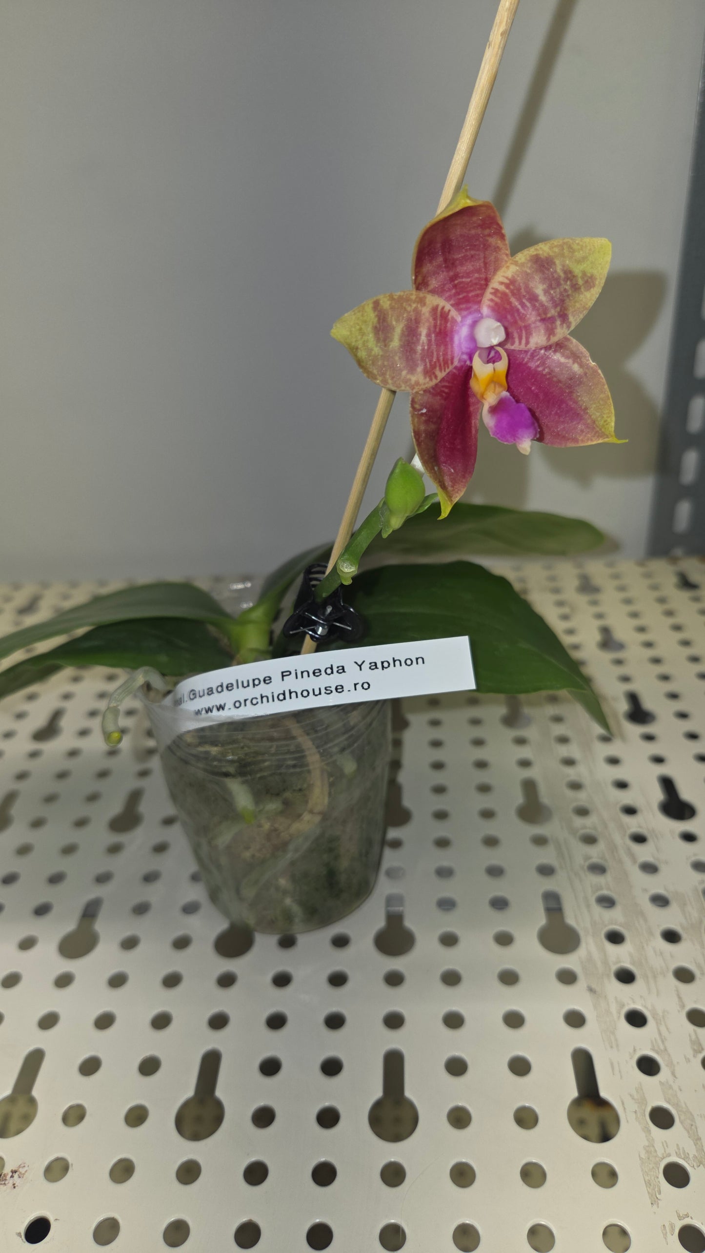 Phal. Guadalupe Pineda 'Yaphon'