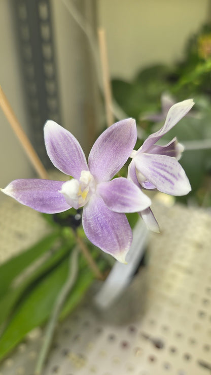 Phal. speciosa 'Iron Purple'