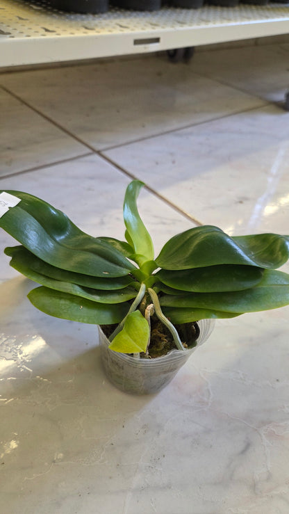 Phal. speciosa 'Big Red'