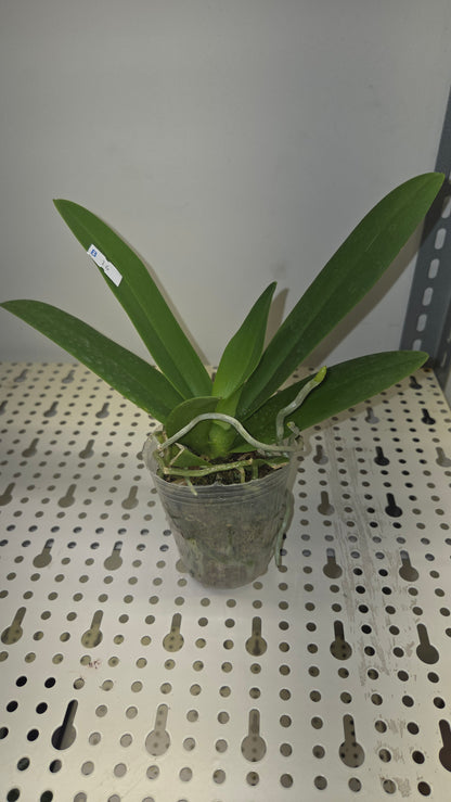 Phal. Summer Rose 'Blue Star' (peloric)